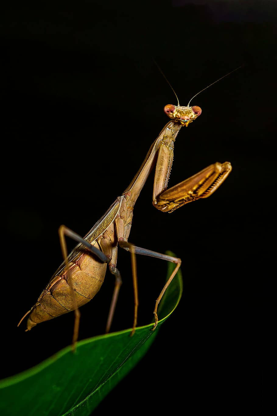 Praying Mantis Black Background Wallpaper