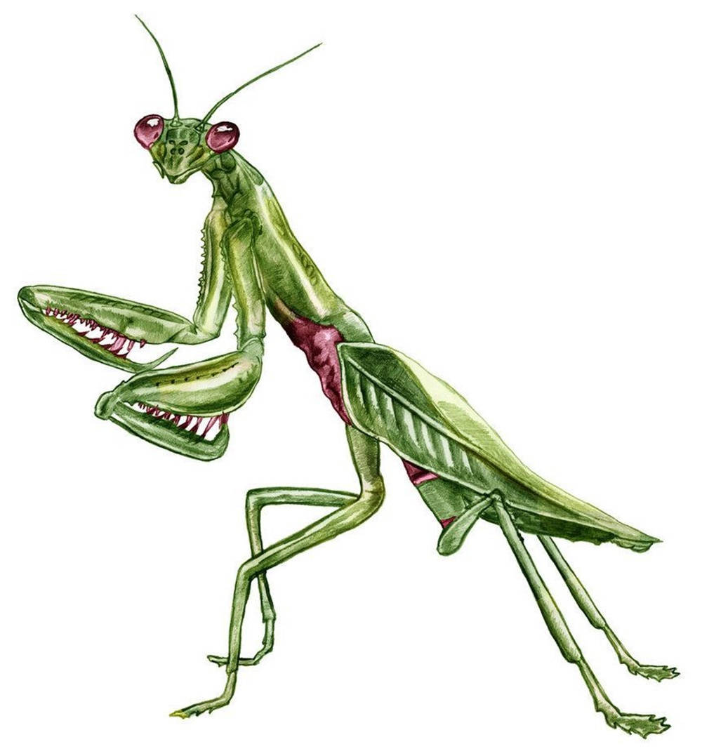 Praying Mantis Digital Drawing Wallpaper