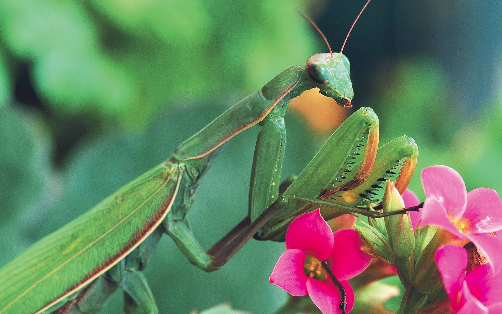 Praying Mantis Pink Flowers Wallpaper