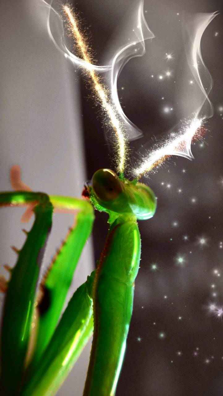 Praying Mantis Sparkling Art Wallpaper