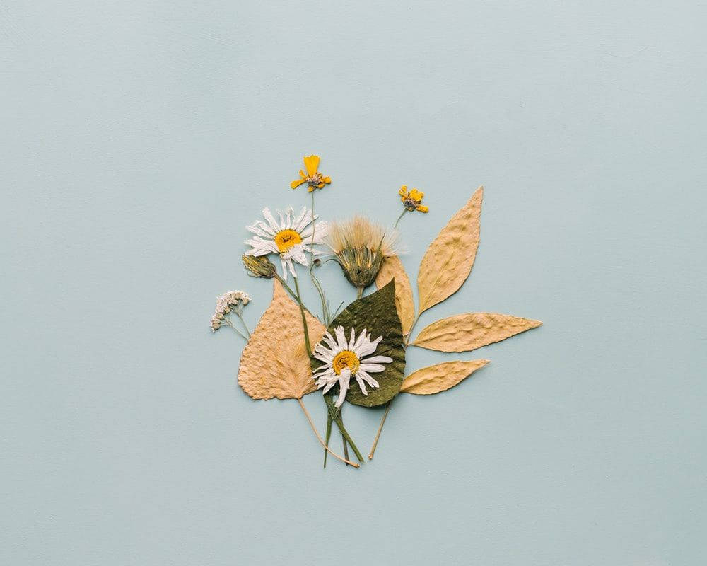 Pressed White Daisy Aesthetic Wallpaper