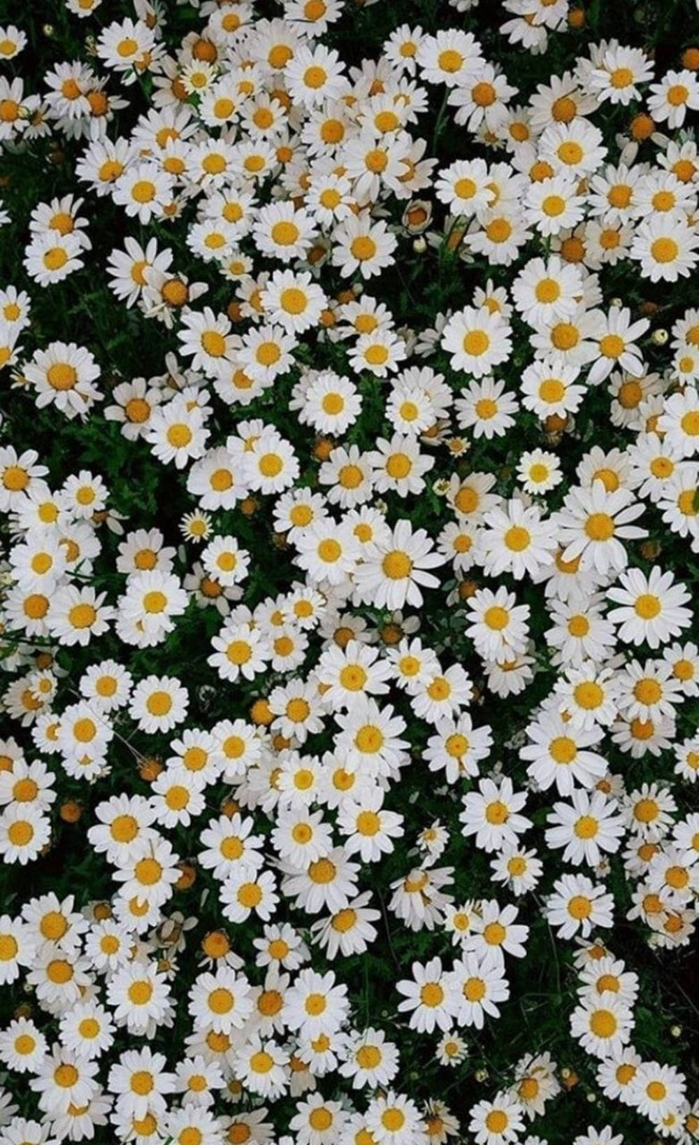 Pretty Daisy Phone Wallpaper