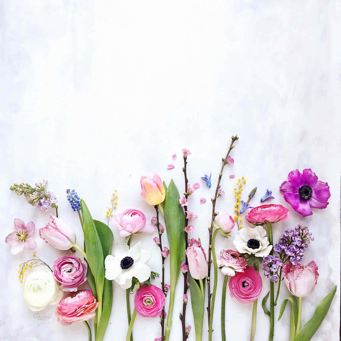 Pretty Flowers Still Life Art Wallpaper