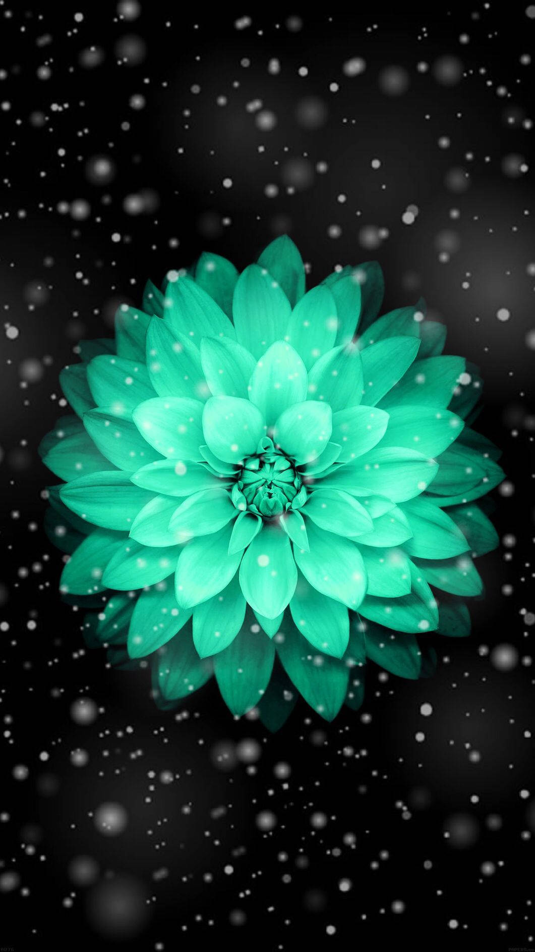 Pretty Green Flower Snowy Image Wallpaper