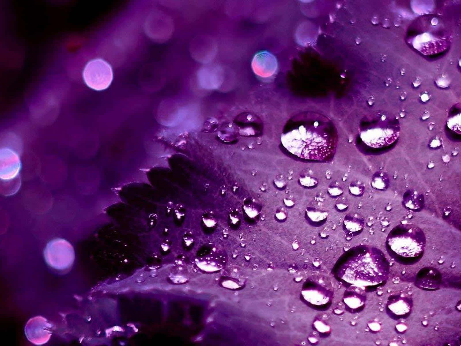 Pretty Purple Leaf With Water Droplets Wallpaper