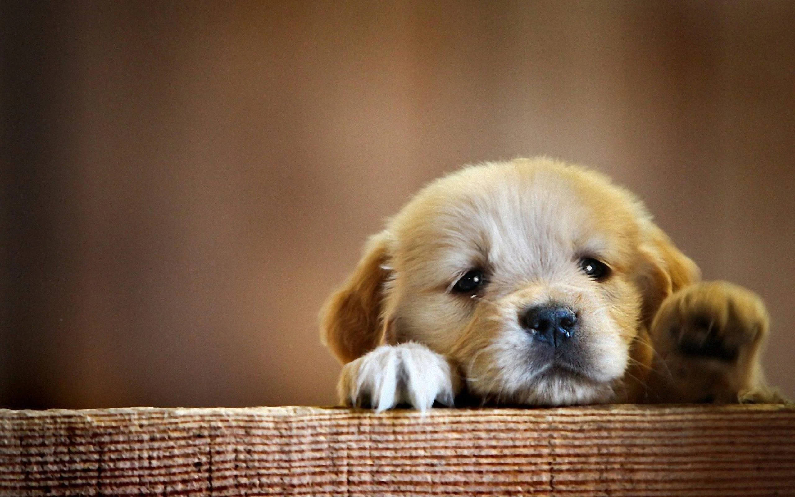 Puppy Dog In Brown Paper Box Wallpaper