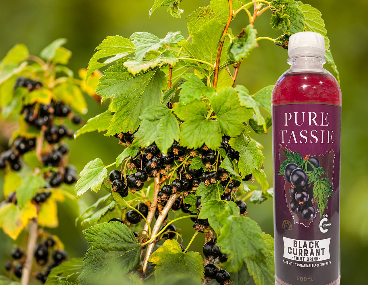 Pure Tassie Blackcurrant Fruit Drink Wallpaper