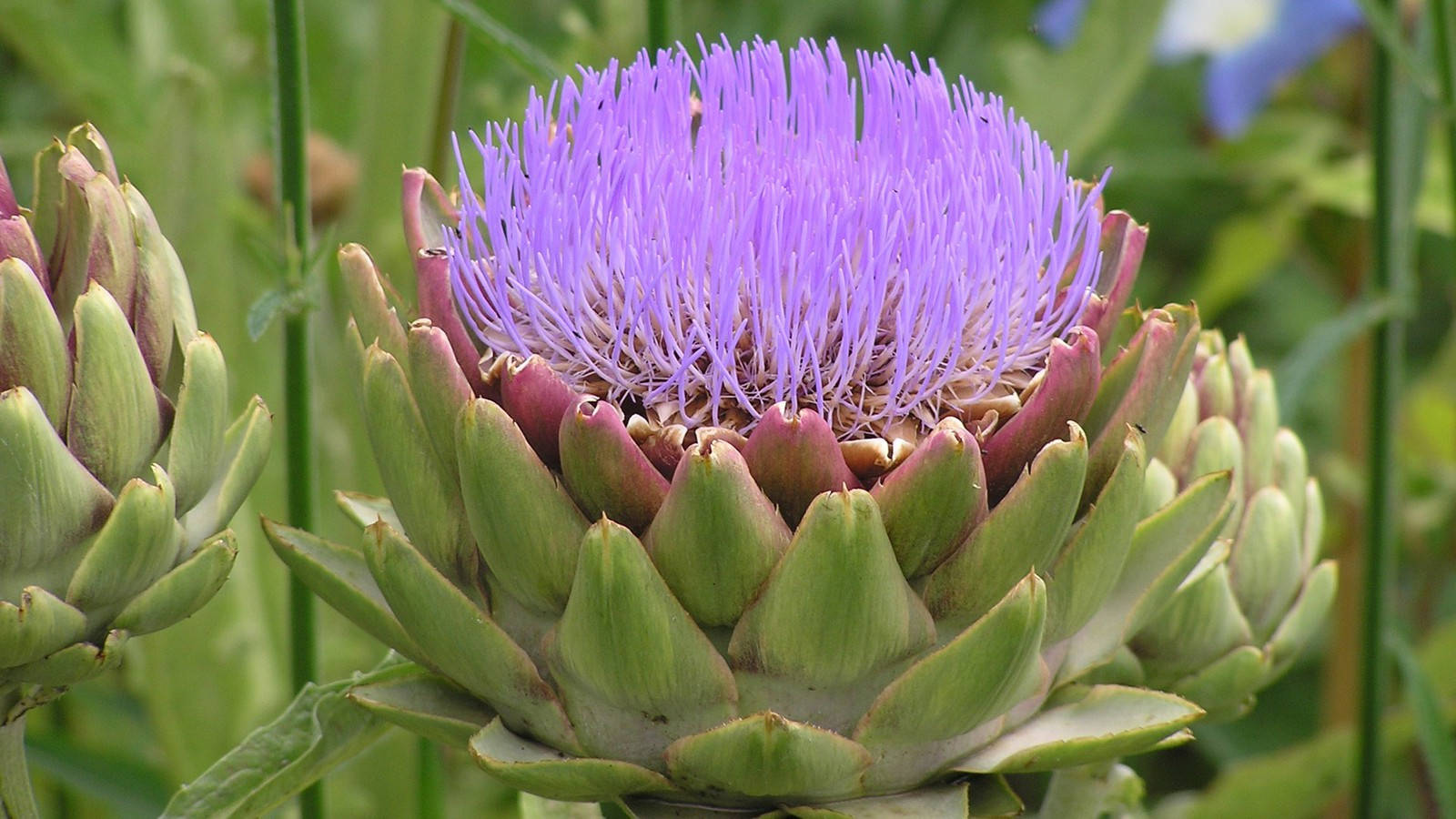 Purple Artichoke Flower Macro Shot Wallpaper