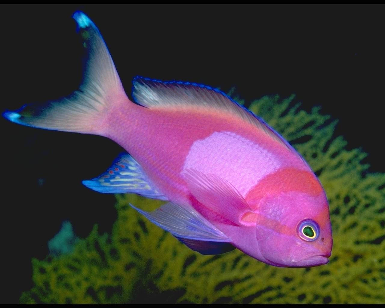 Purple Beautiful Fish Wallpaper