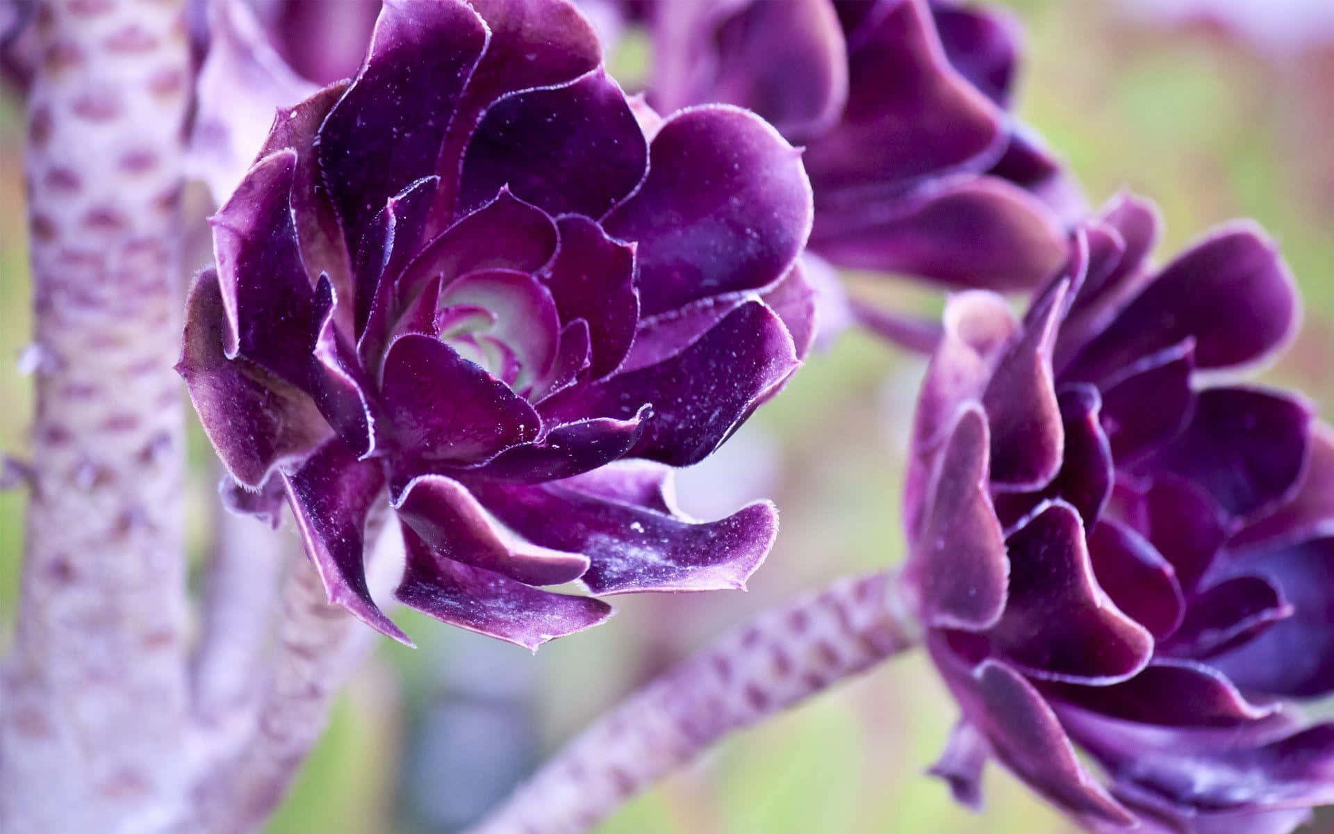 Purple Cool Color Succulent Plant Wallpaper