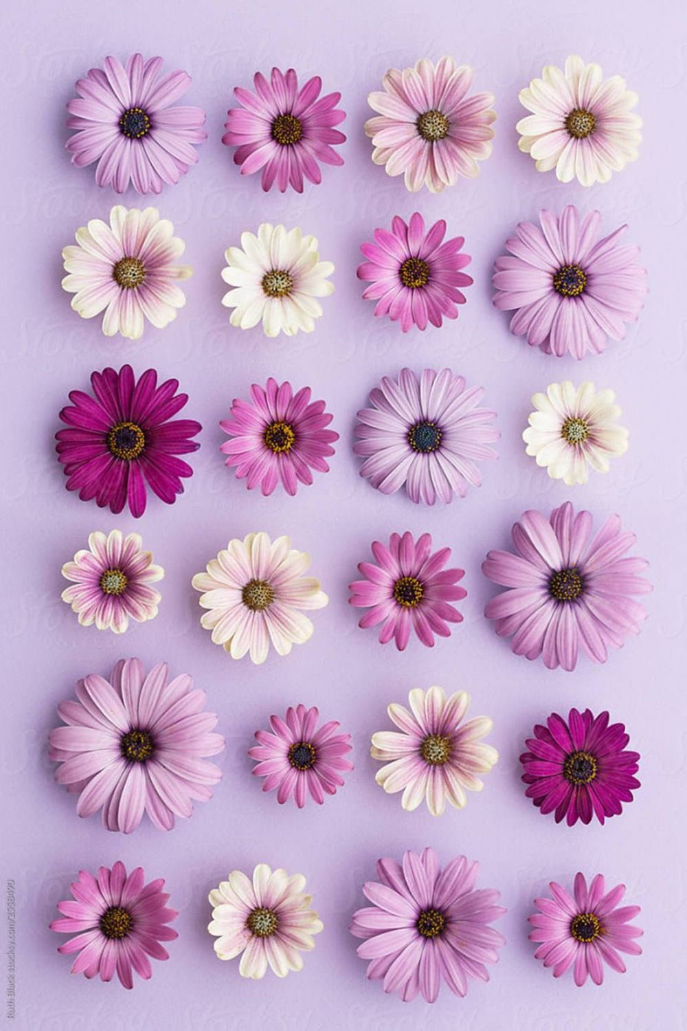 Purple Daisy Flat Lay Phone Wallpaper