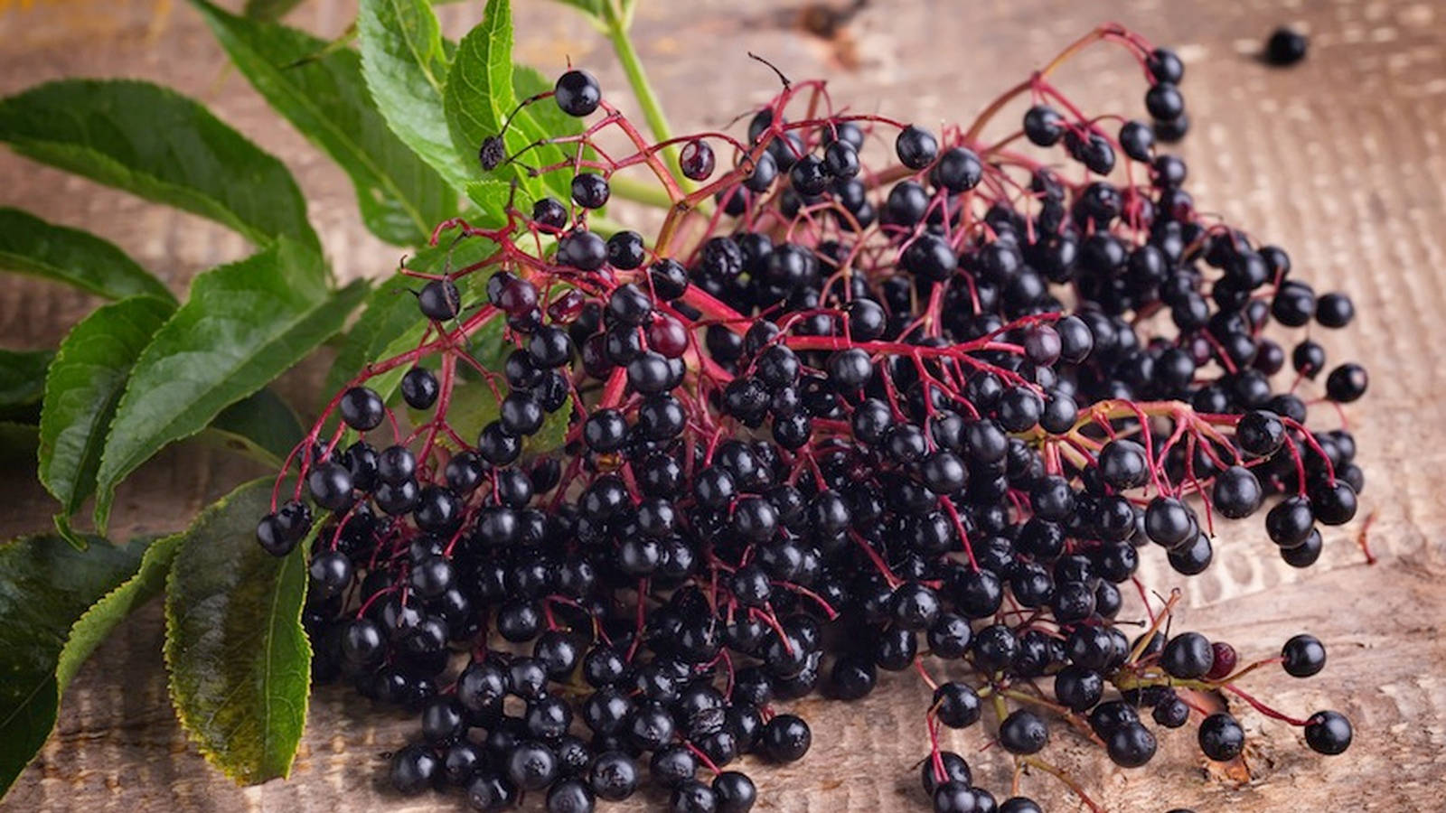 Purple Elderberry Fruits Patch Shot Wallpaper