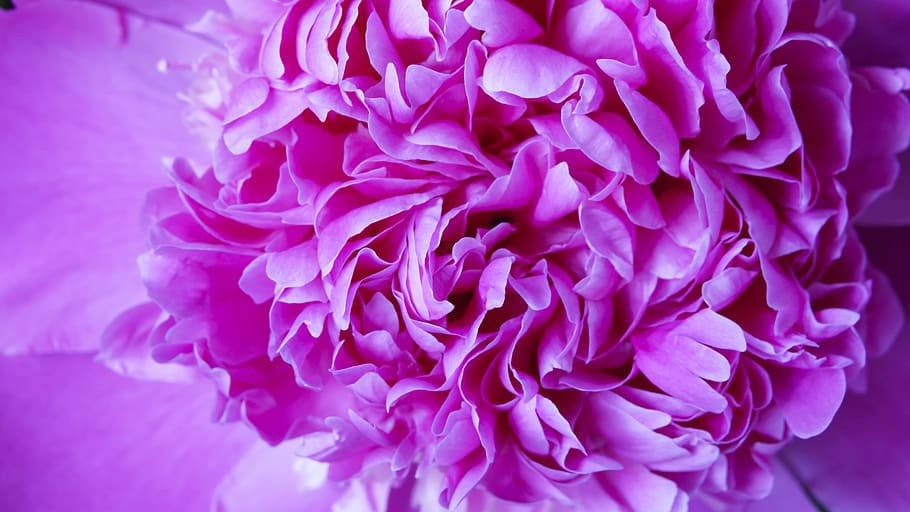 Purple Peony Flower Tonal Contrast Wallpaper