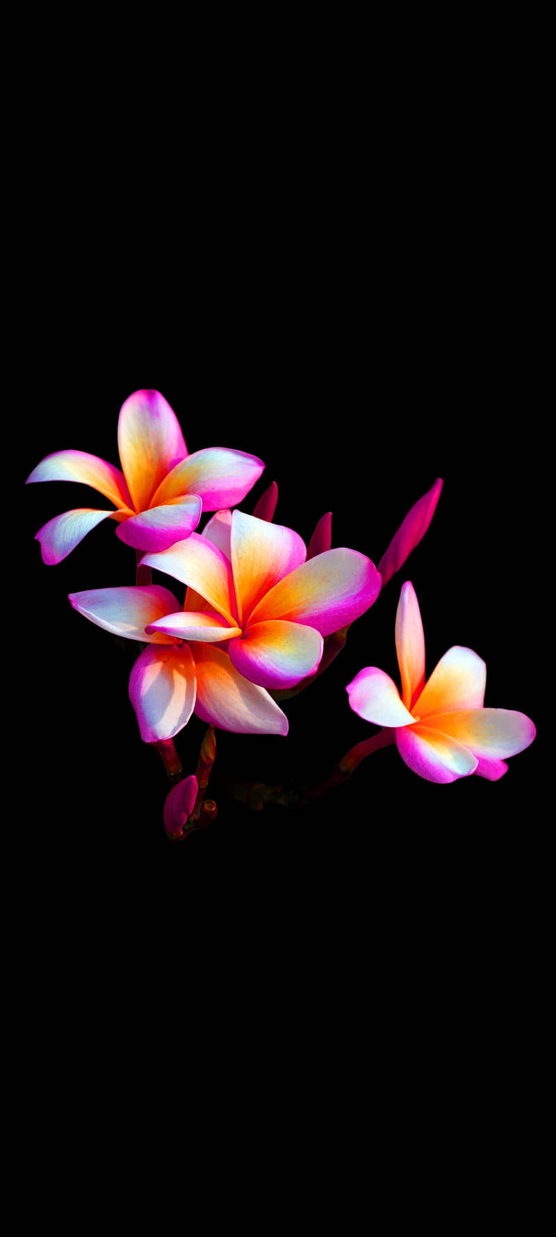 Purple Plumeria Full Screen 4k Flowers Wallpaper