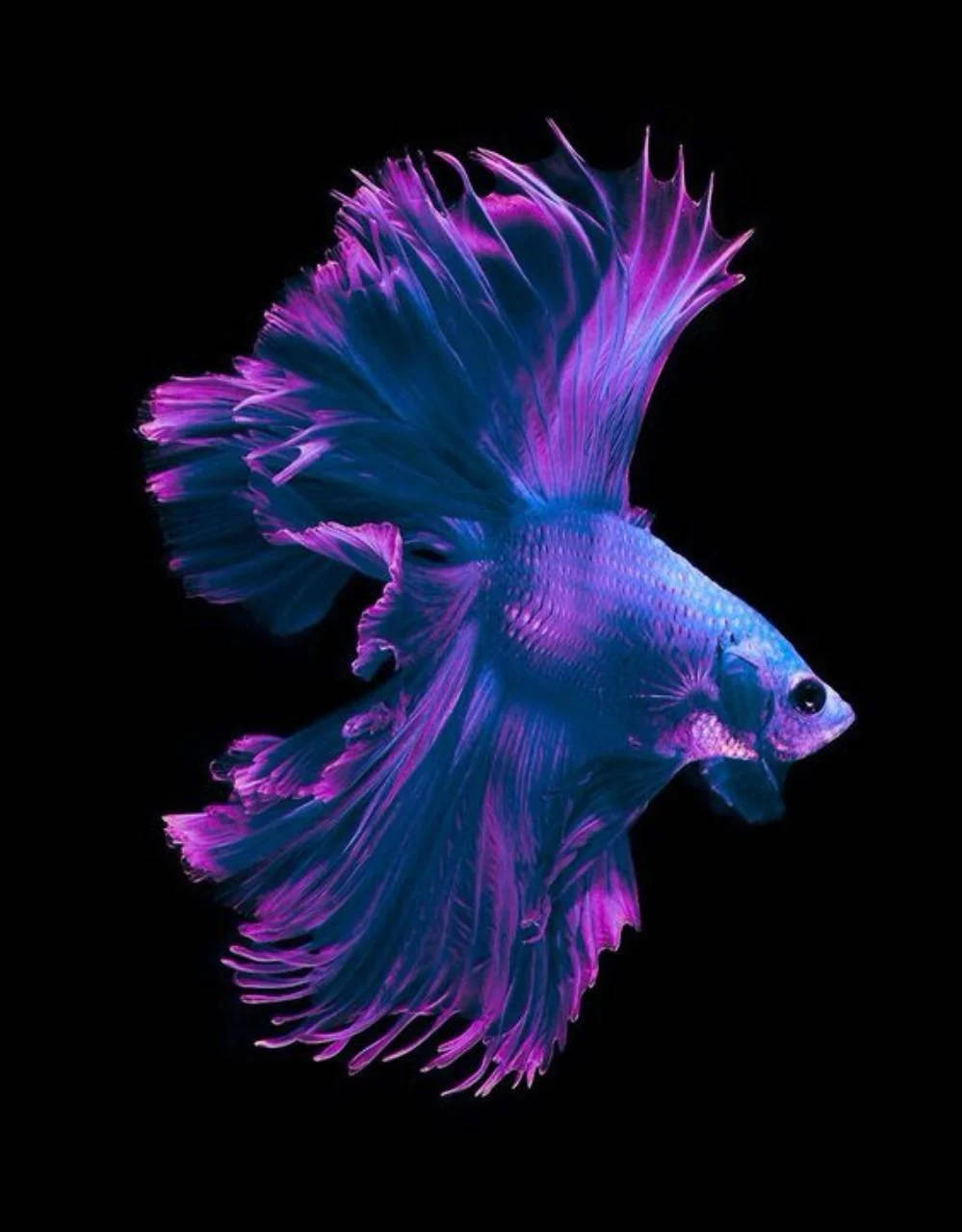 Purple Siamese Fighting Fish Iphone Wallpaper