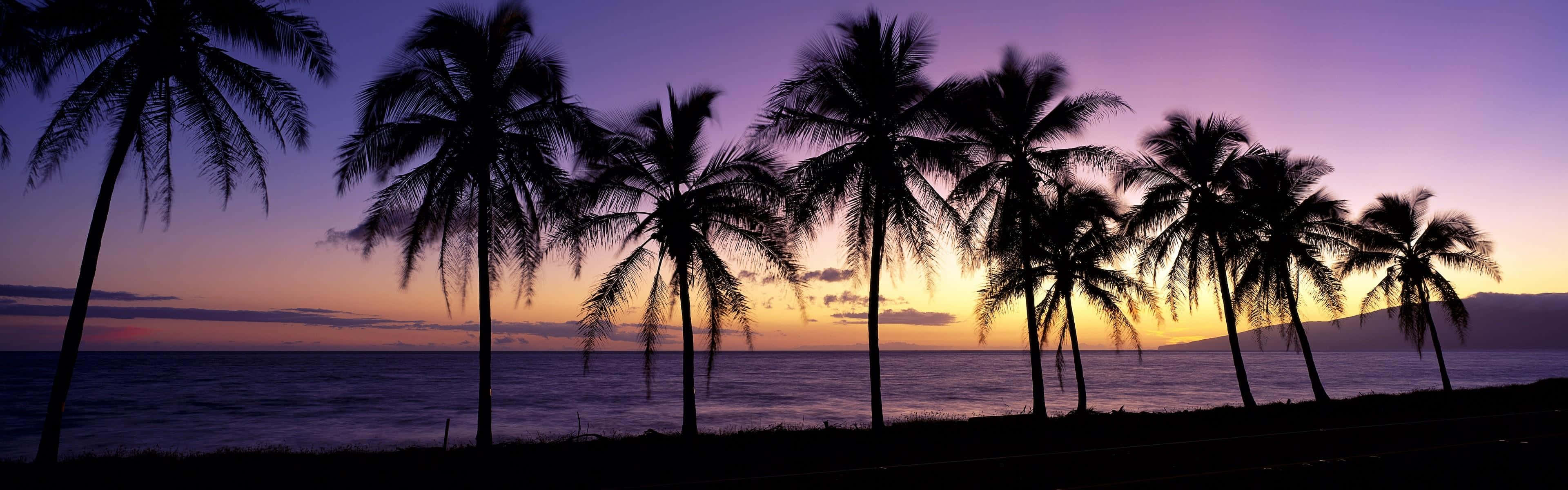 Purple Sky And Palm Trees As A Panoramic Desktop Wallpaper