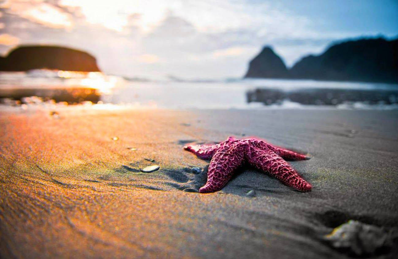 Purple Starfish On The Sea Seashore Wallpaper