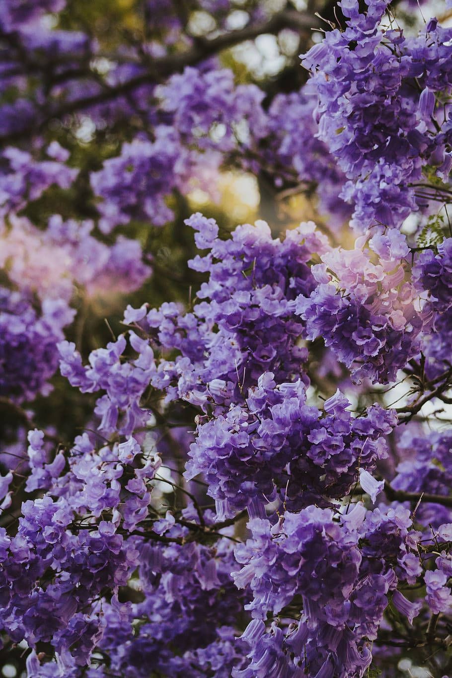 Purple Tree Aesthetic Wallpaper