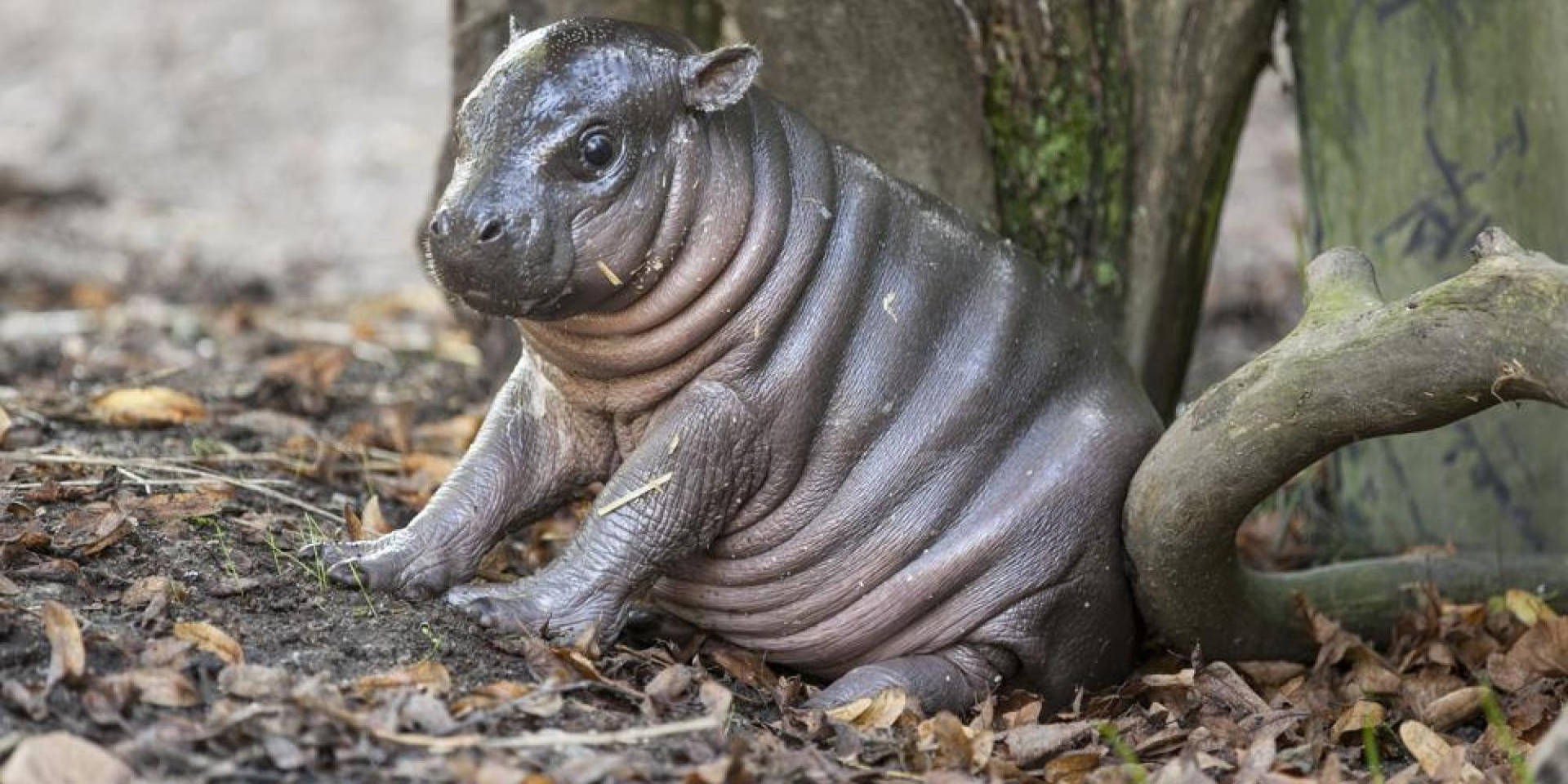 Pygmy Hippopotamus With Dried Leaves Wallpaper | WallpapersOK