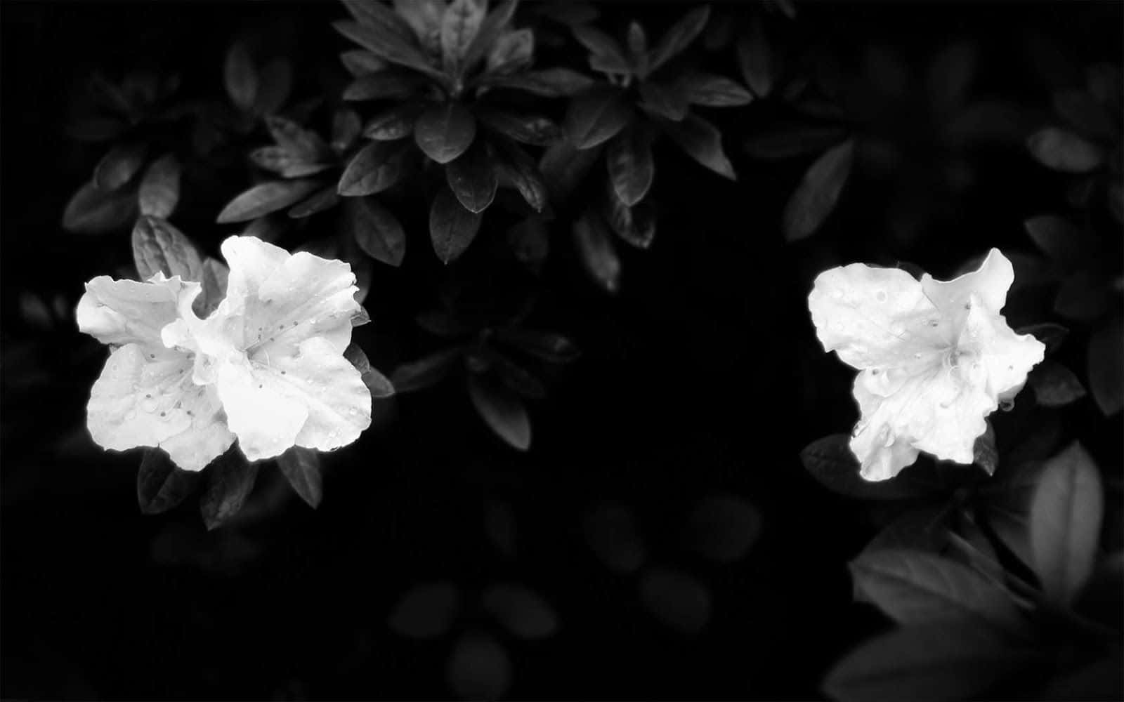 Radiant And Adorable - A Black And White Bouquet Of Flowers Wallpaper