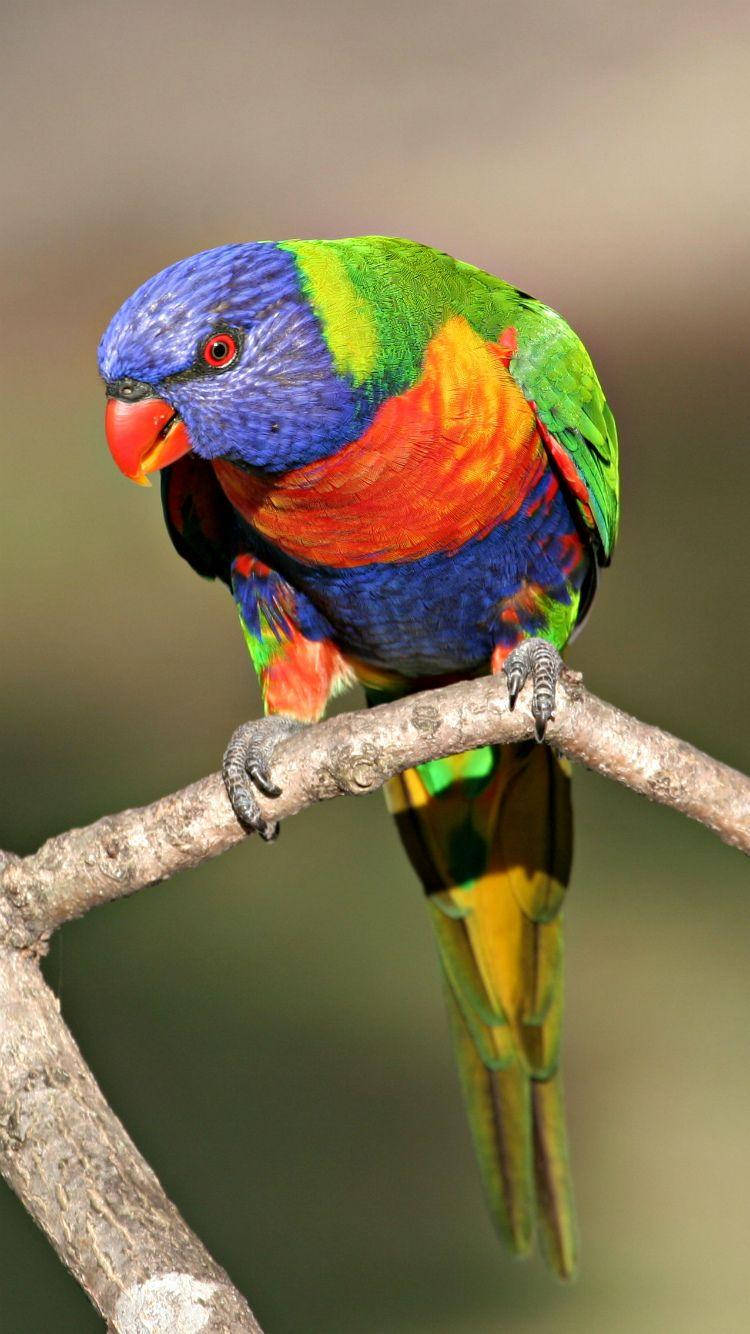 Rainbow Lorikeet Bird New Phone Wallpaper