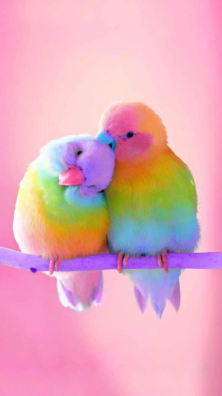 Rainbow Love Birds Wallpaper