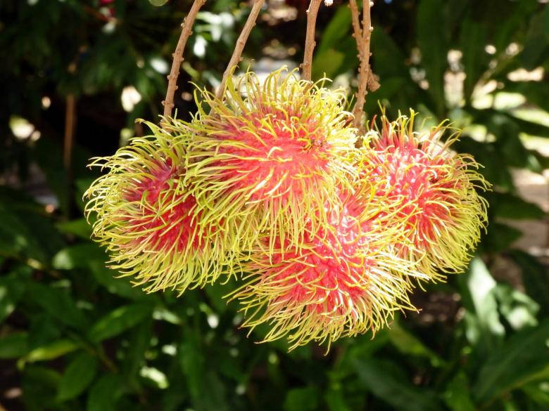 Rambutan Fruits Wallpaper