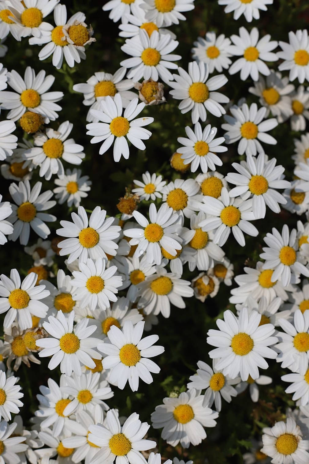 Real White Daisies Phone Wallpaper