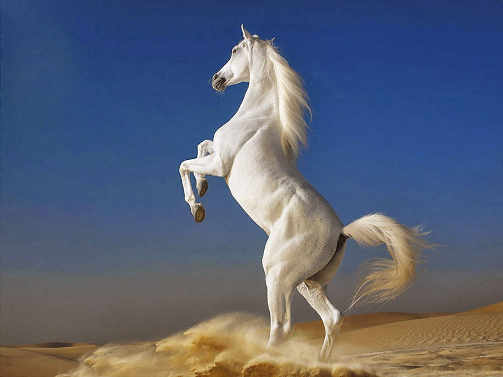 Rearing White Horse In Desert Wallpaper