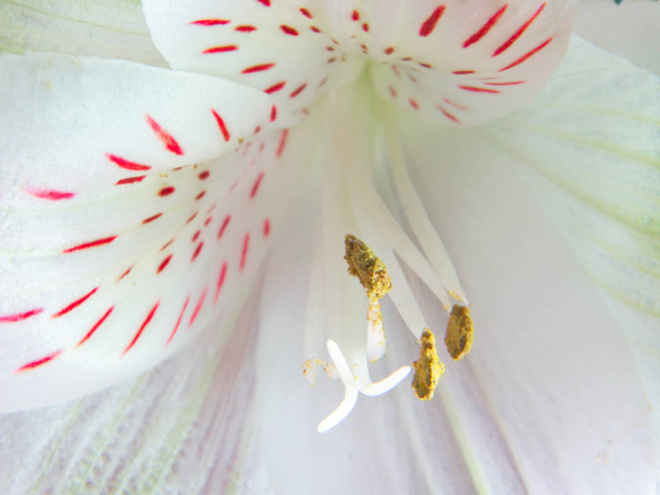 Red And White Flower Closeup Wallpaper