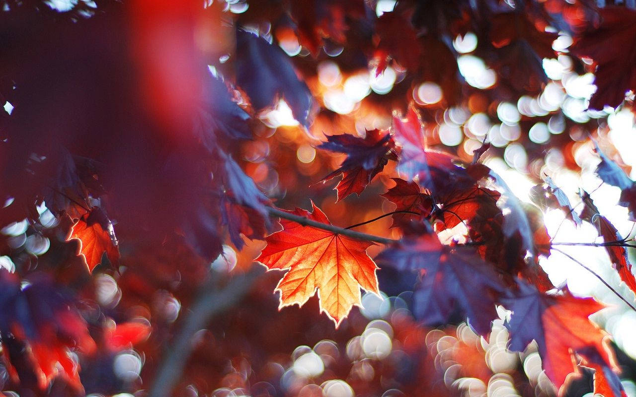 Red Autumn Maple Leaves Wallpaper