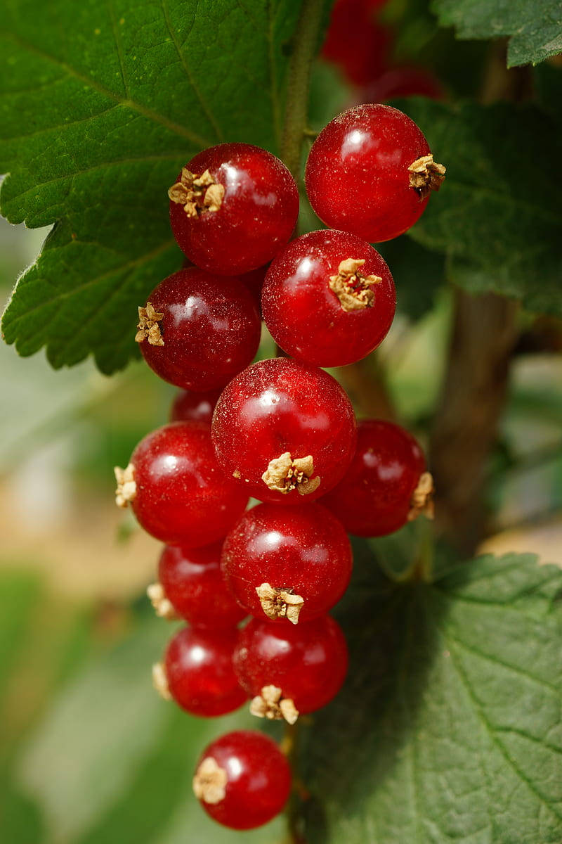 Red Currant Fruit Plant Garden Wallpaper