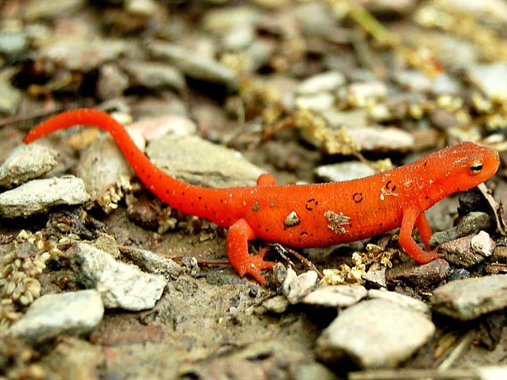 Red Eft Newt On Forest Floor.jpg Wallpaper