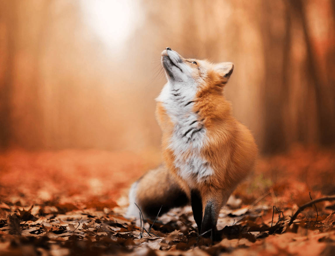 Red Fox In Autumn Wallpaper
