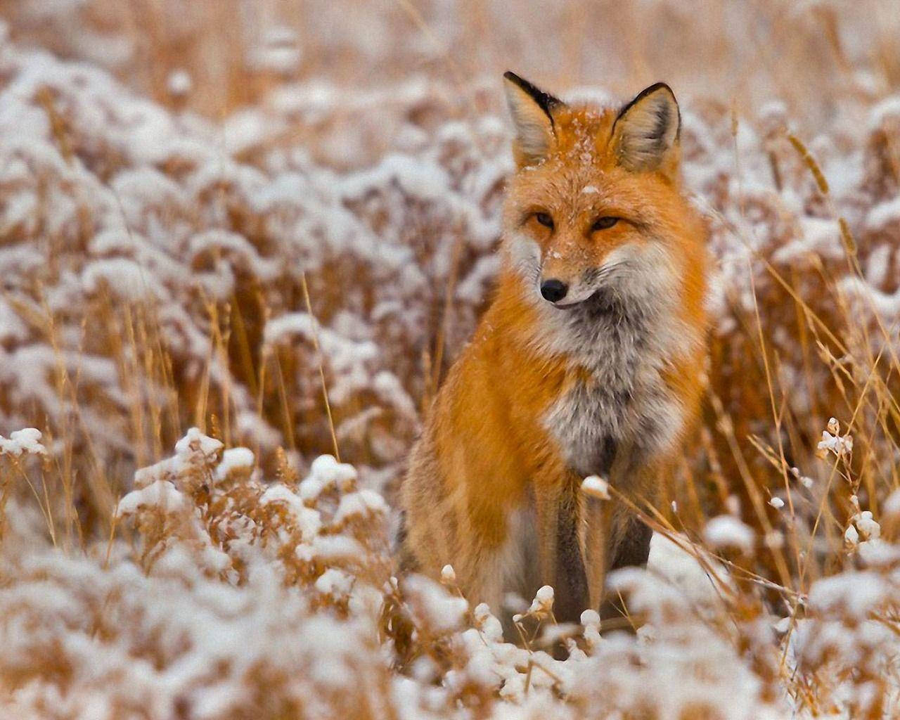 Red Fox On Snowy Wild Brown Grass Wallpaper