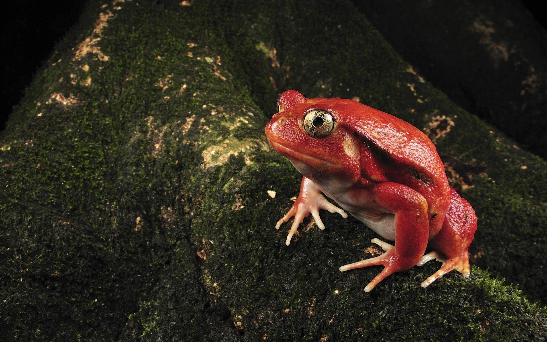 Red Frog On Moss Tree Wallpaper