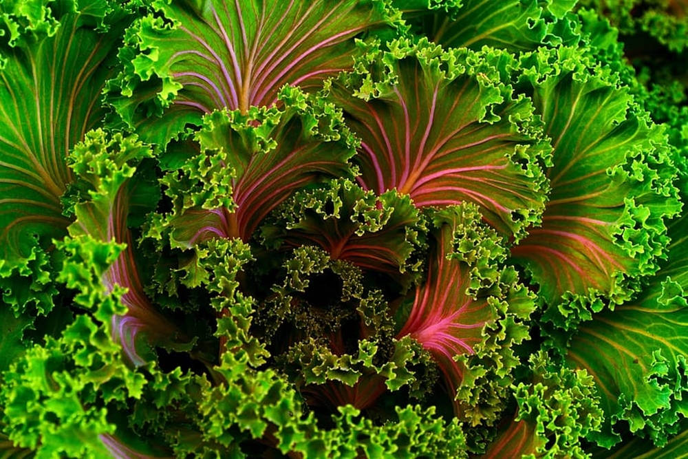 Red Green Kale Wallpaper