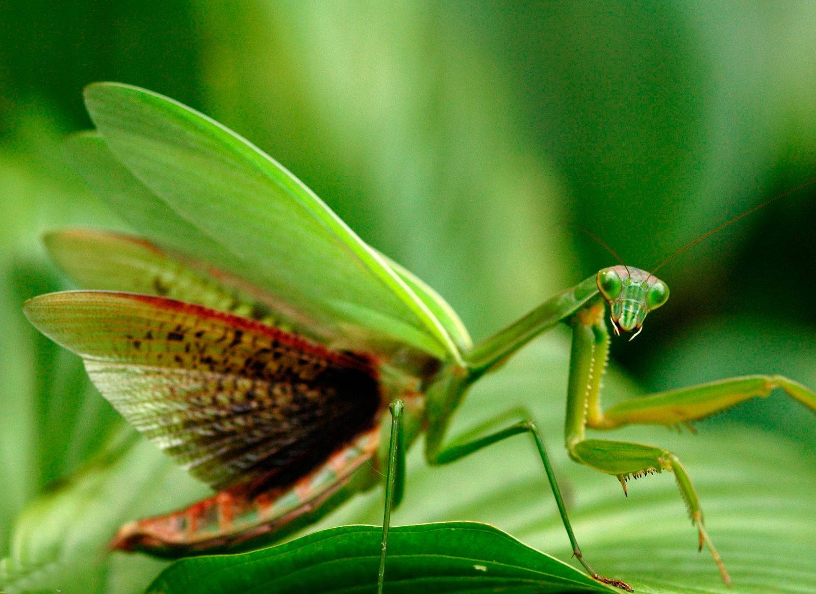 Red Green Praying Mantis Wallpaper