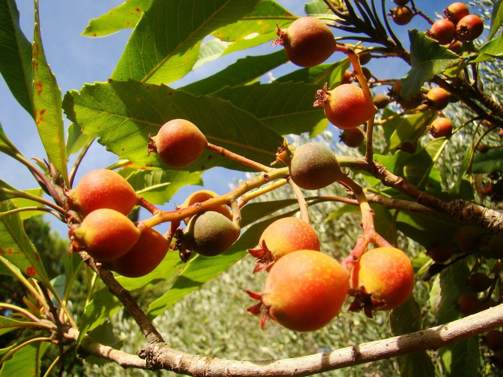 Red Loquat Fruits Wallpaper