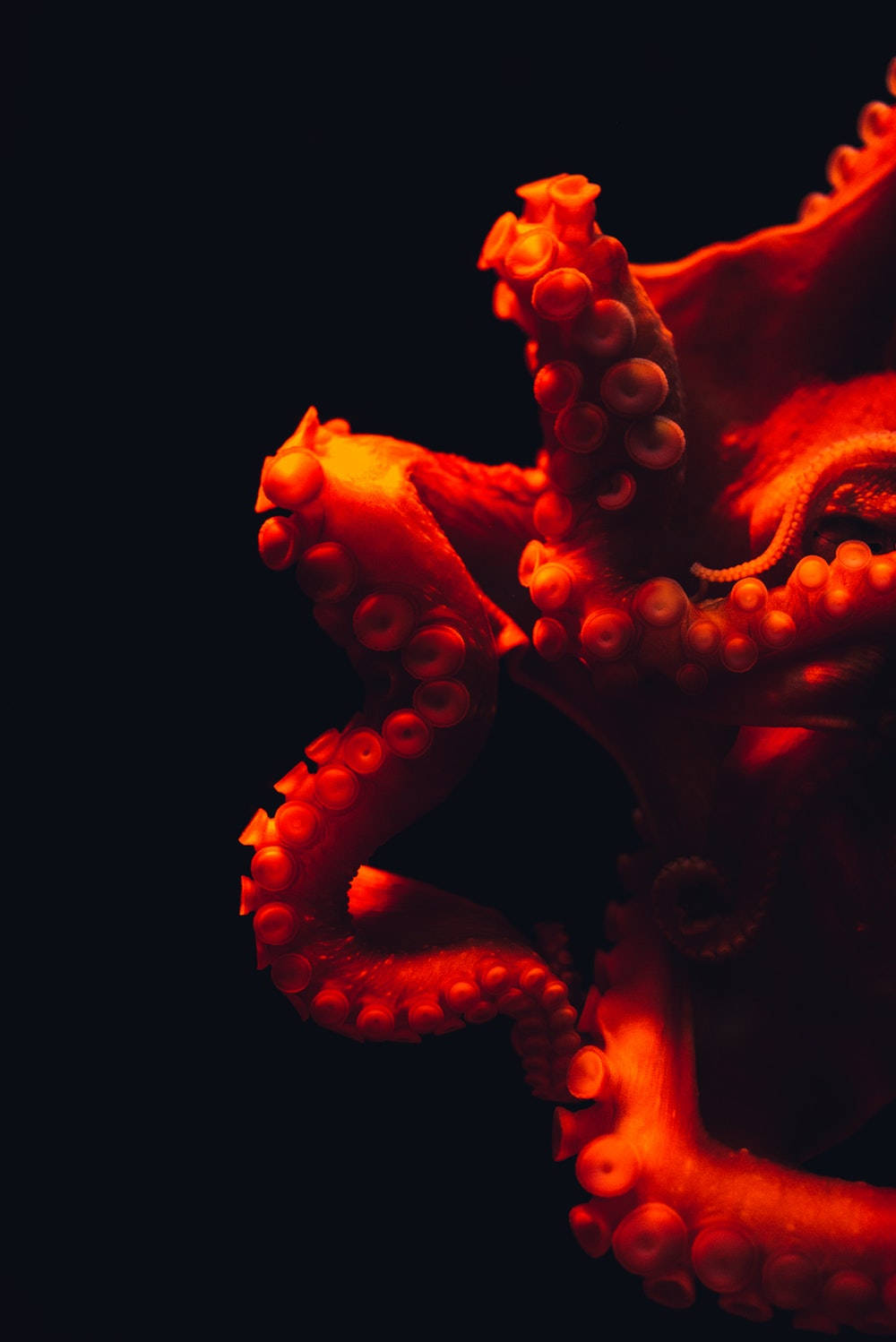 Red Octopus Wallpaper