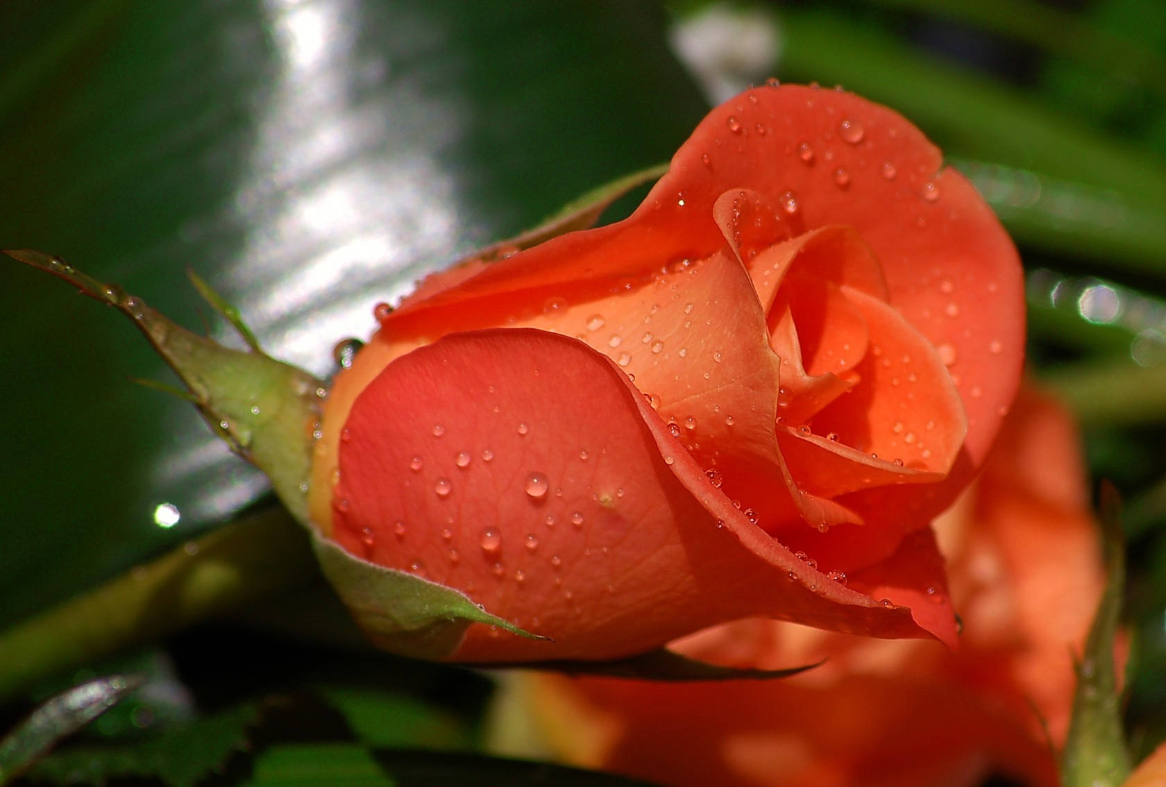 Red Rose Against Big Blurry Leaf Wallpaper