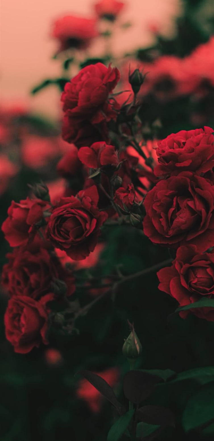 Red Roses Flowers Aesthetic Wallpaper