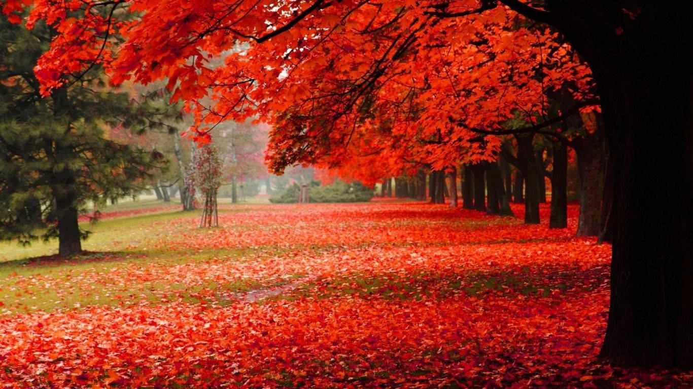 Red Scenic Trees During Fall Wallpaper