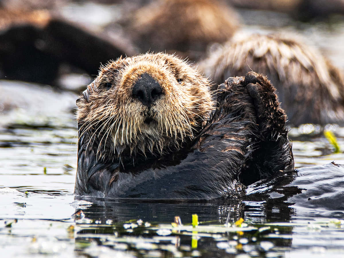 Relaxed_ Sea_ Otter_ Floating Wallpaper