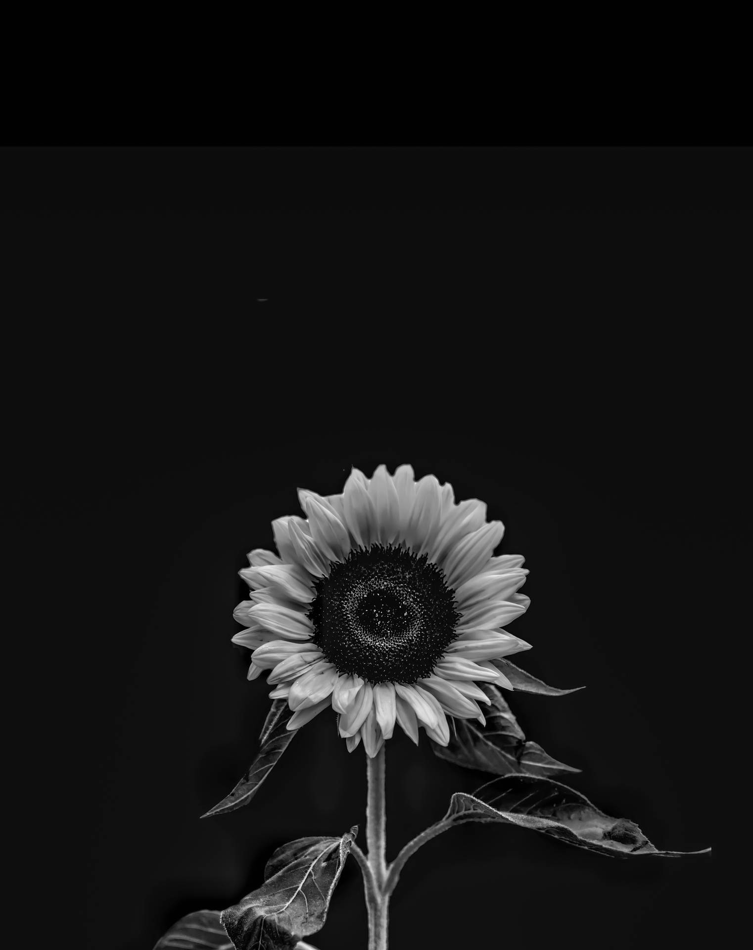 Remarkable 4k Iphone Wallpaper Featuring A Black And White Sunflower Wallpaper