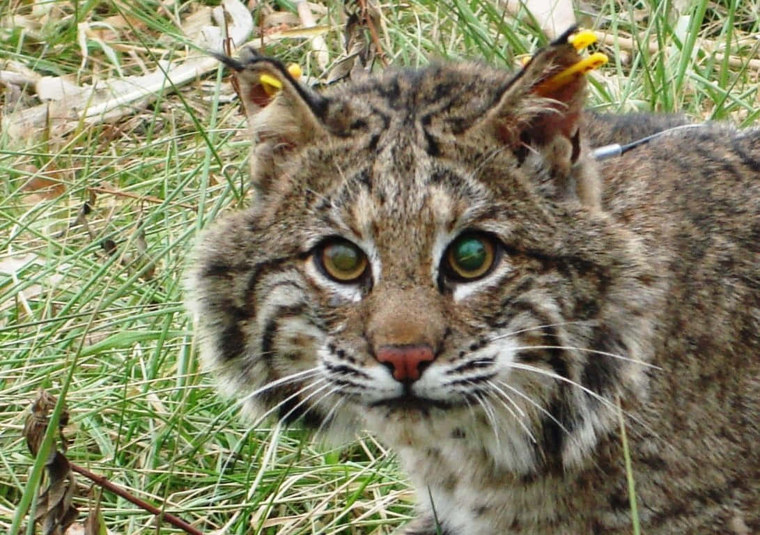 Resolution Of A Majestic Bobcat Prowling At Twilight Wallpaper