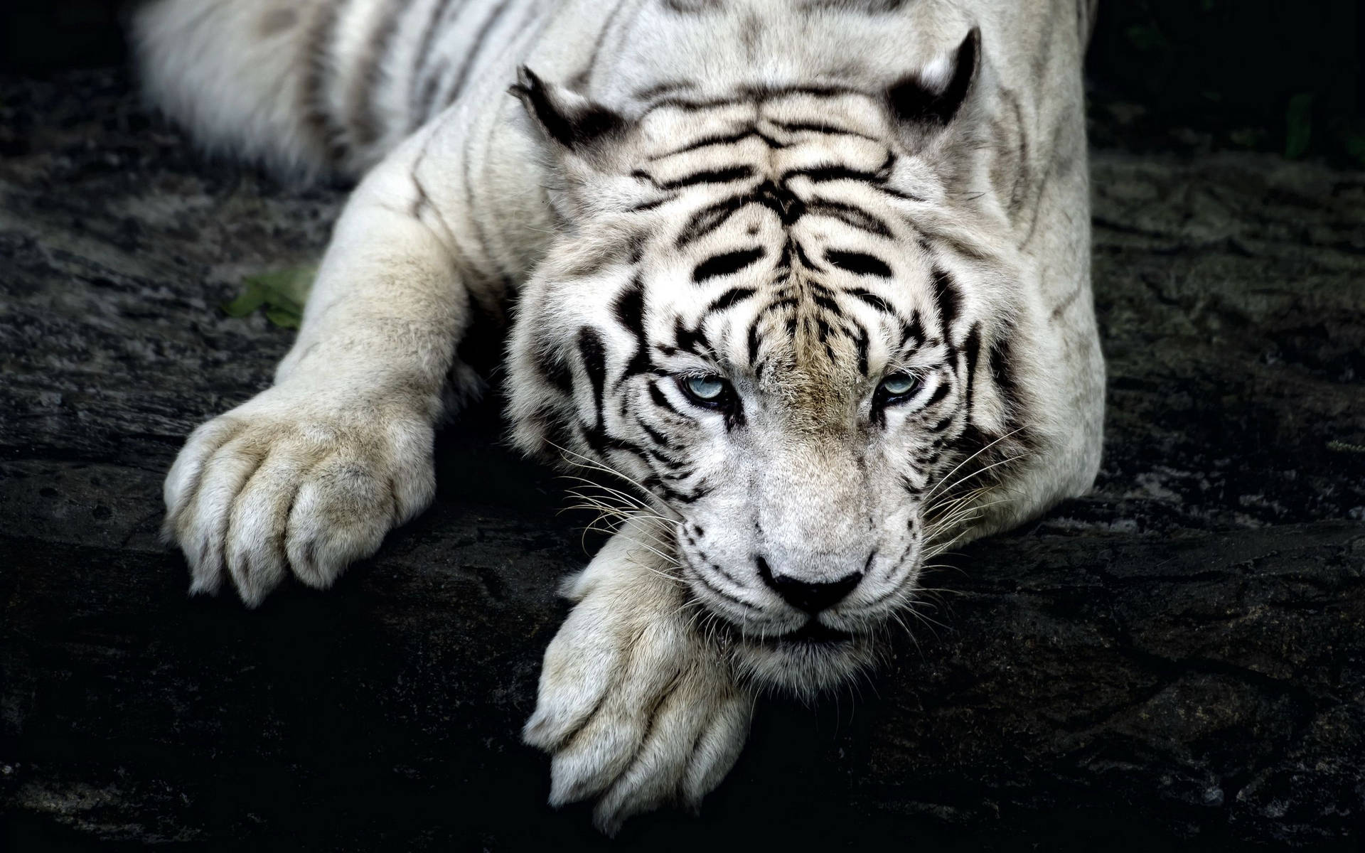Resting Beauty - A Majestic Albino Tiger Wallpaper