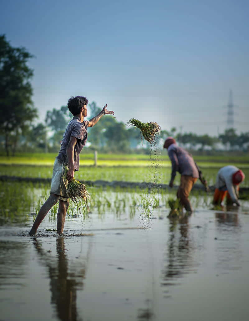 Rice Plantingin Paddy Field Wallpaper