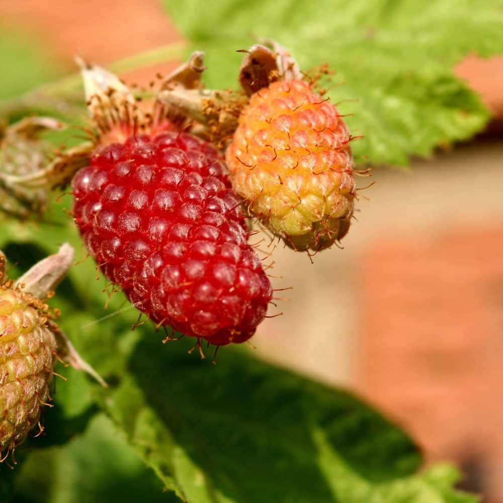 Ripe Loganberry Beside Unripe Loganberry Wallpaper