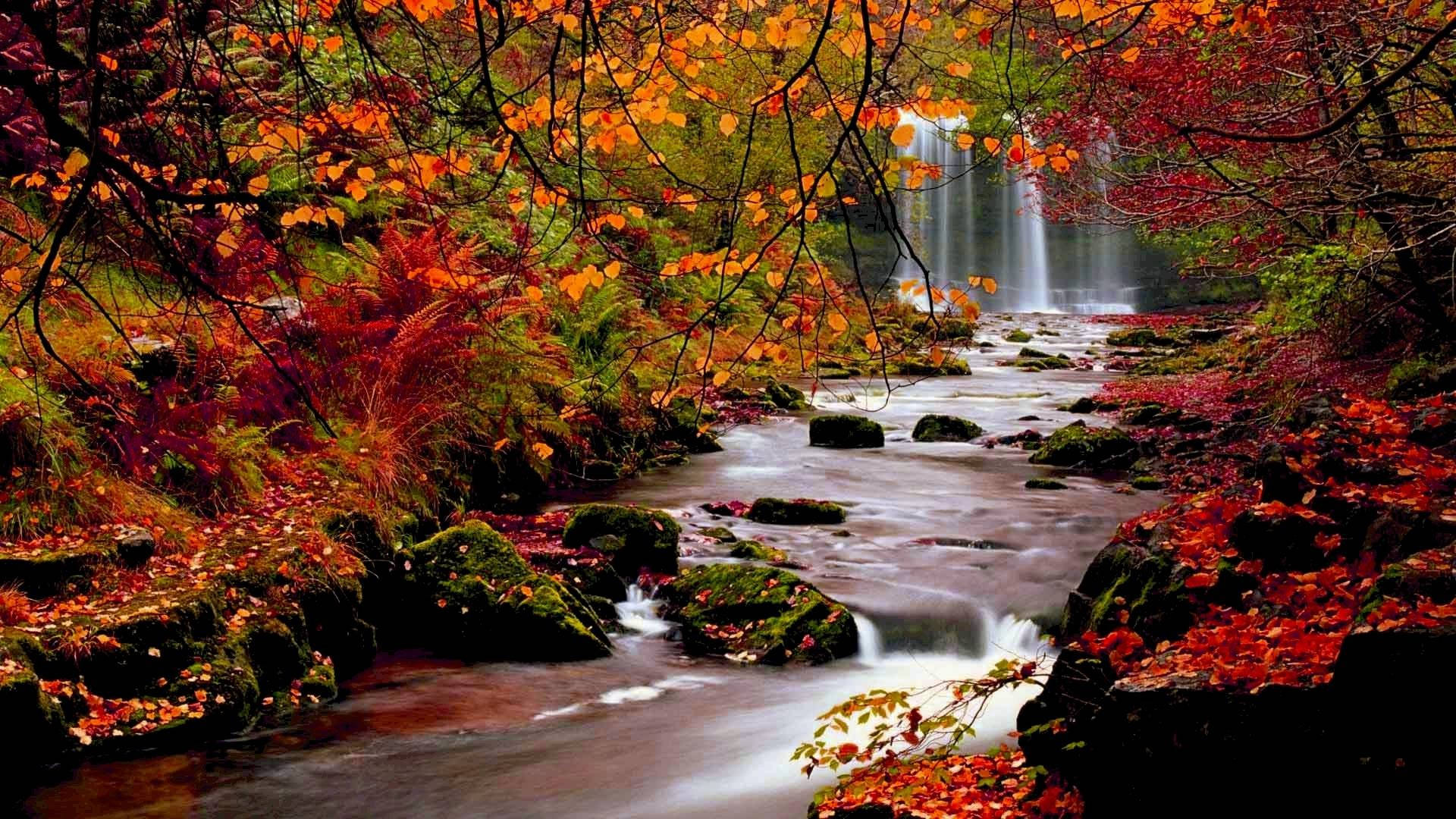 River And Red Forest Best Desktop Wallpaper